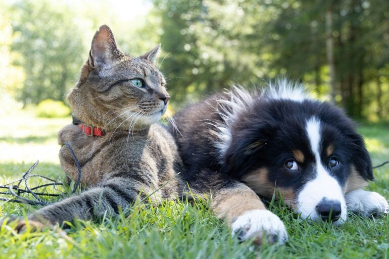 Financial Lifelines for Furry Friends: When Pet Parents Might Need Extra Funds